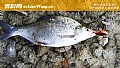 钓鳊鱼技巧及饵料配方