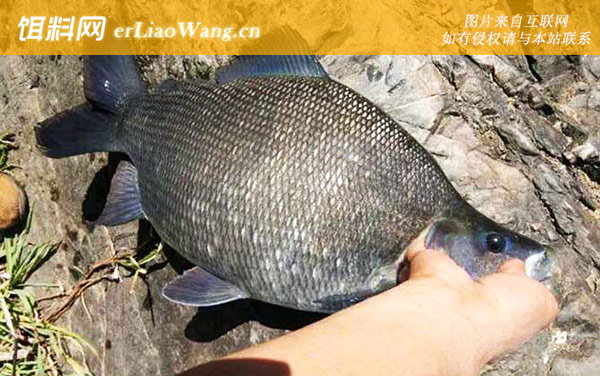 钓鳊鱼:饵料配方