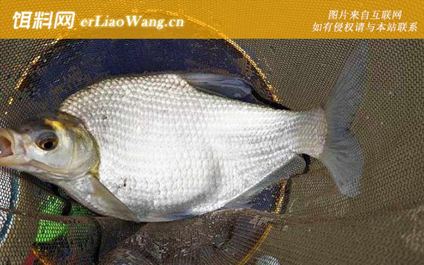 钓鳊鱼:常用钓法