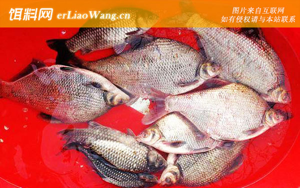 鳊鱼:商品饵料