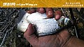 钓鳊鱼的最佳饵料配方