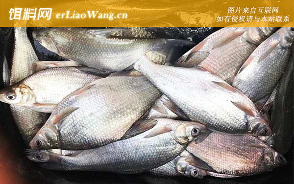 鳊鱼:生活习性