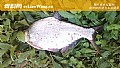 野钓鳊鱼用什么饵效果好?
