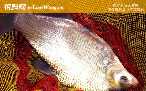 野钓鳊鱼:自制饵料