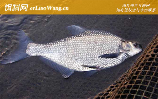 钓鳊鱼用什么味型饵料-麸香