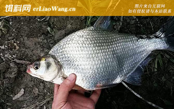 钓鳊鱼用什么打窝最好-窝料选用