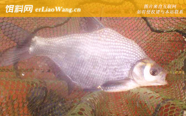 野钓鳊鱼:钓具搭配