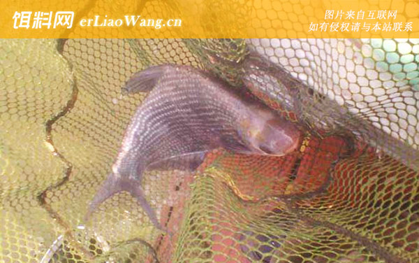 野钓鳊鱼:注意事项