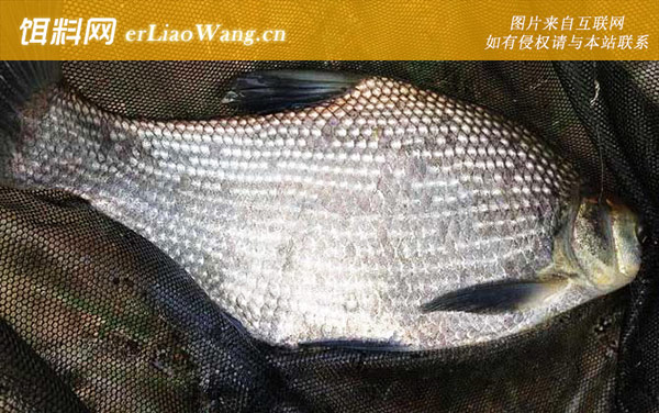 钓鳊鱼:钓组搭配