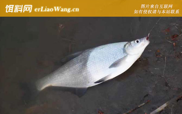 钓鳊鱼怎么调漂效果好-经典钓法