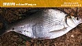 《玉米钓鳊鱼是钓底还是钓浮?》封面图
