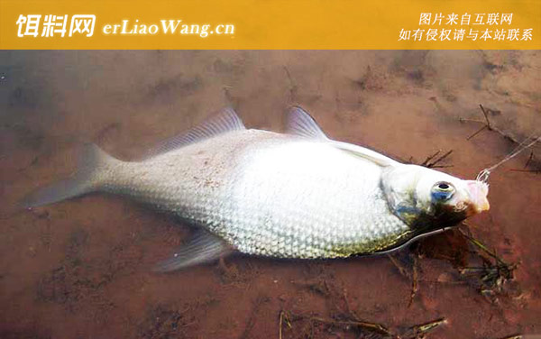 野钓鳊鱼:生活习性