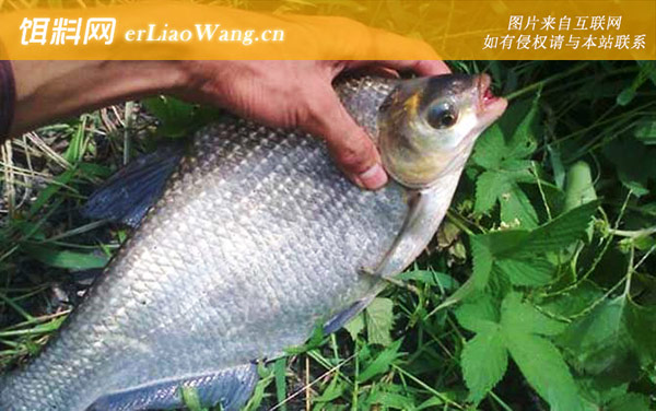 野钓鳊鱼:调漂技巧