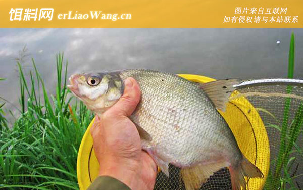 鳊鱼:调漂技巧