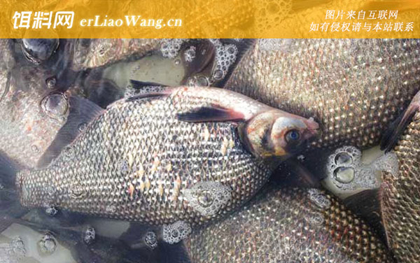 钓鳊鱼:常用钓法