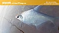 春季钓鳊鱼什么时候最好钓?