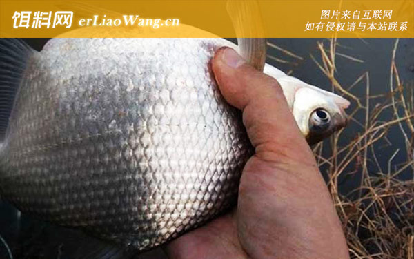 春季钓鳊鱼什么时候最好钓-经典钓法