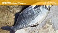 春季钓鳊鱼是钓底还是钓浮?