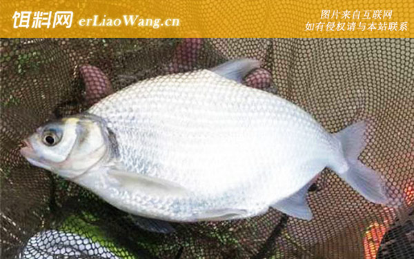 钓鳊鱼:漂相大全