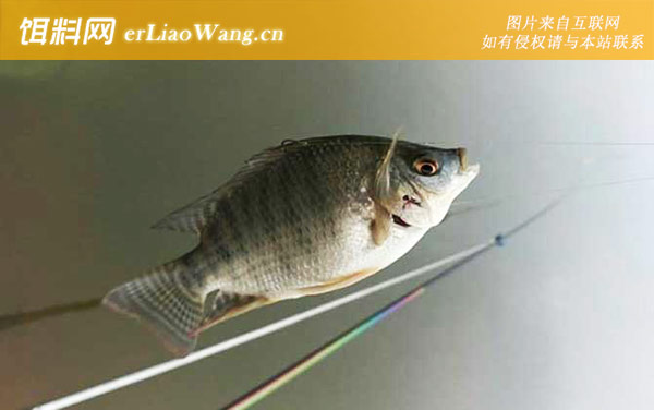 罗非鱼:常见种类