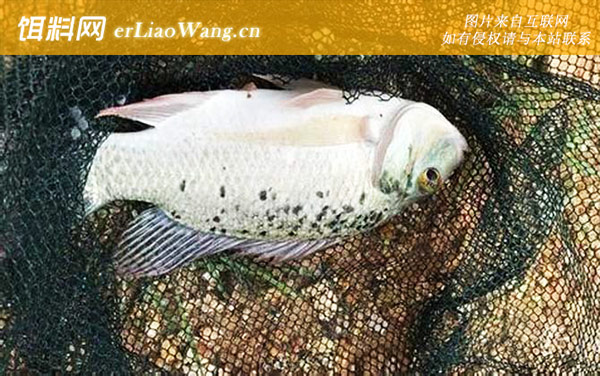 罗非鱼:常见种类