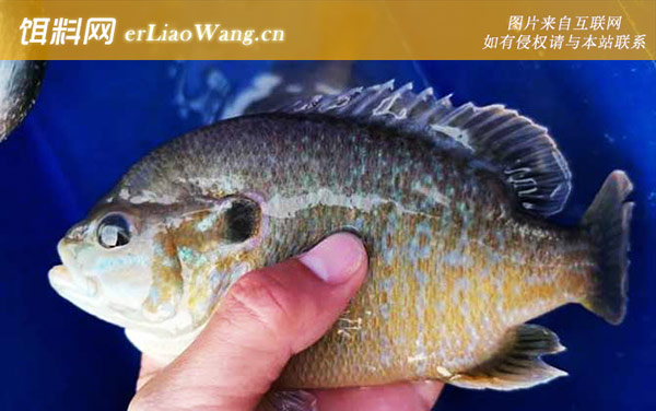 太阳鱼:食物习性