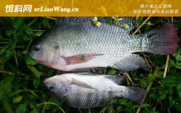 罗非鱼和鲷鱼是一种鱼吗-栖息环境