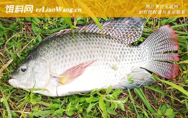 罗非鱼:分布范围