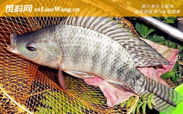 罗非鱼:常见种类