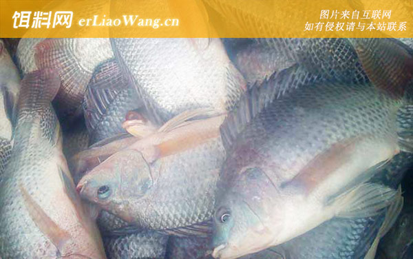 罗非鱼:分布范围