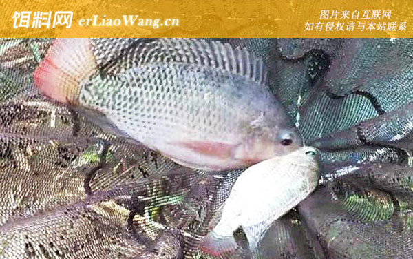 罗非鱼:生活习性