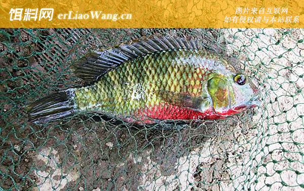 罗非鱼:食物习性