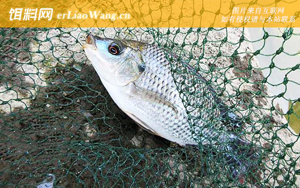 罗非鱼:常用饵料