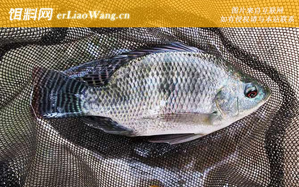 罗非鱼:经典配方