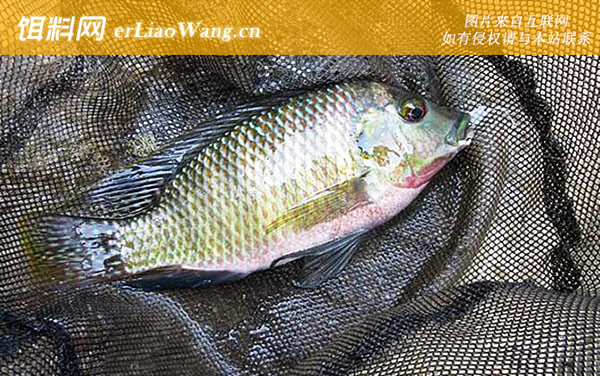 罗非鱼:商品饵料