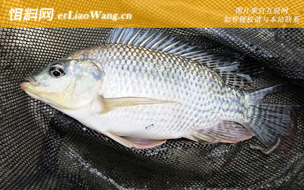 罗非鱼:自制饵料