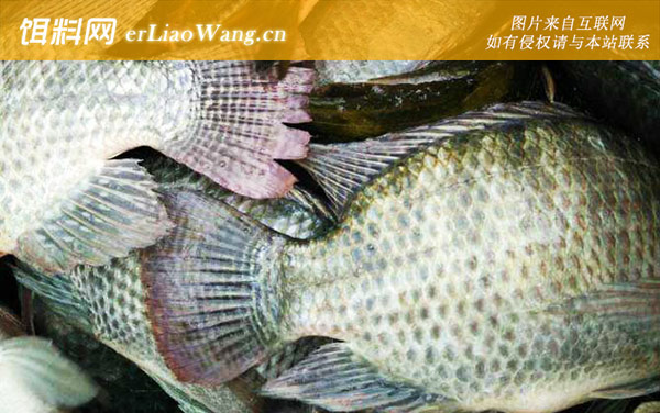 罗非鱼养殖技术及注意事项-饲料投喂