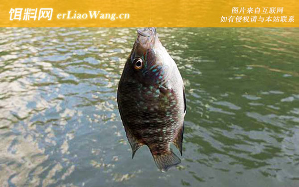 钓罗非鱼:窝料选用