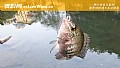 《钓大罗非鱼的最佳饵料配方》封面图