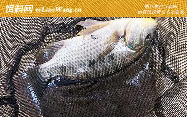 罗非鱼:商品饵料