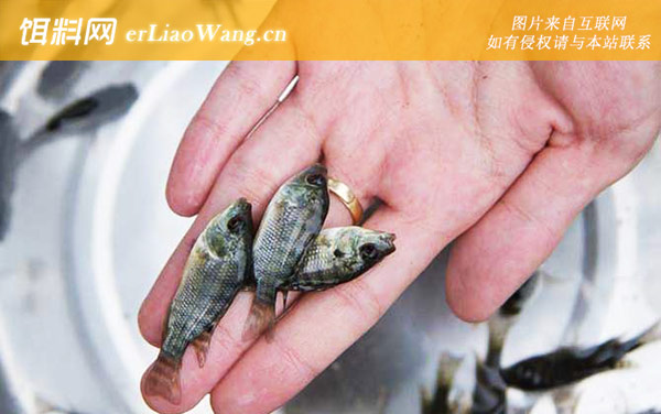 罗非鱼苗:生活习性