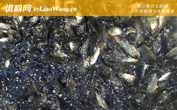 罗非鱼苗:常见种类