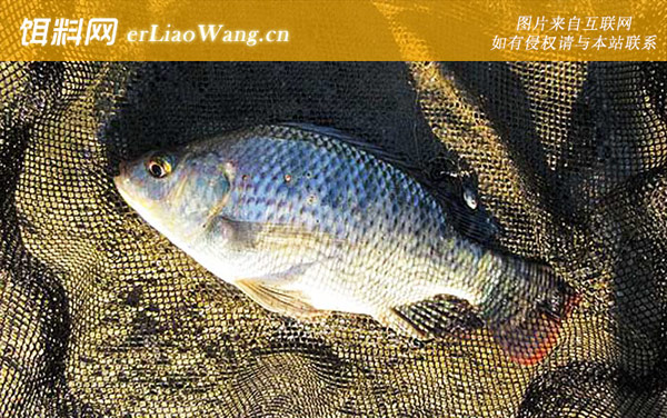 罗非鱼:自制饵料