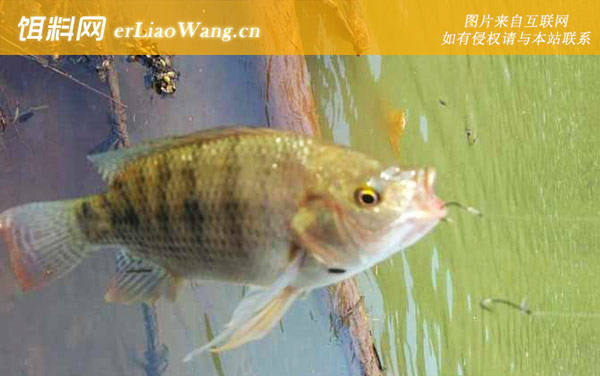 罗非鱼:商品饵料