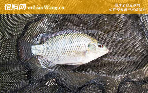 野钓罗非:商品饵料