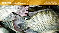 《钓罗非鱼商品饵料配方大全》封面图