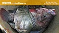 《广东野钓大罗非鱼饵料配方》封面图