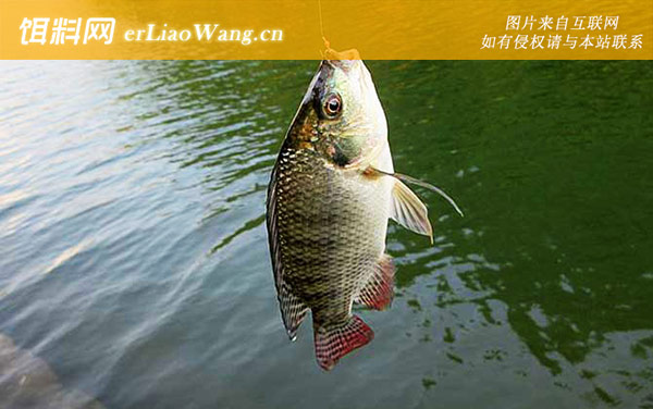 罗非鱼:经典配方