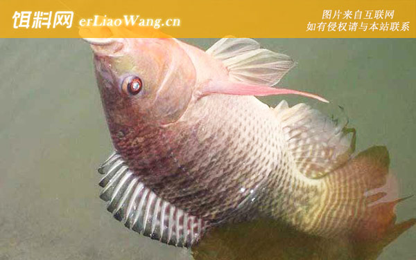 罗非鱼:自制饵料