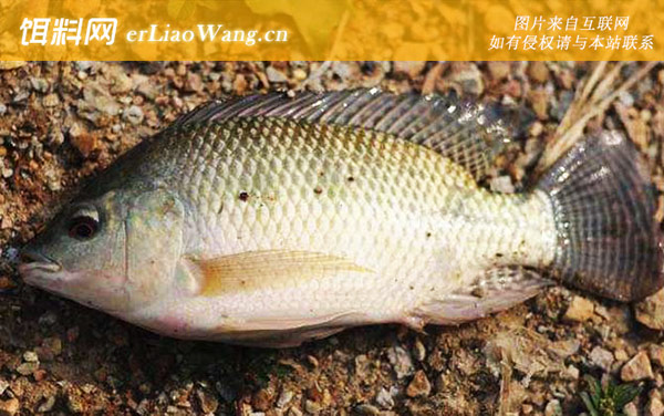 罗非鱼:商品饵料